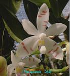 tetraspis D346