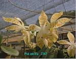 zebrina D347