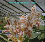 amboinensis 'white' D350