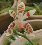 maculata D353