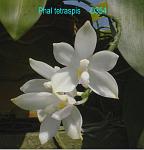 tetraspis D354