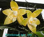 amboinensis 'flava' D361