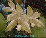 heiroglyphical D382