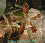 New Species 'typical' D383
