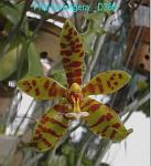 lamelligera D388