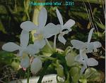 equestris 'alba' D391