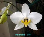 amabilis D401