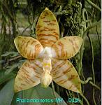 amboinensis 'Mh'
