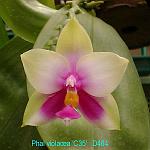 violacea 'C35' D464