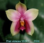 violacea '652#1' T15P030