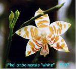 amboinensis 'white' T15P057