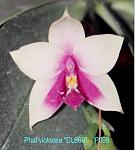 violacea 'DL669' T15P099