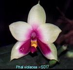 violacea T15S017