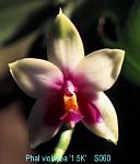 violacea '15K' T15S060
