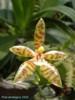 D025 lamelligera