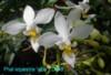D045 equestris