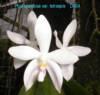 D064 speciosa var. tetraspis