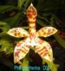 D077 pantherina