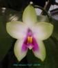 D079h violacea 'Fat'