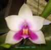 D080 violacea 'R900'