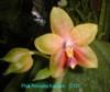 D101 Princess Kaiulani