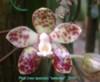 D141 (new species) 'selected'