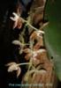 D148 (new species) 'selected'
