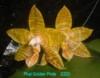 D203 Golden Pride