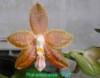 D207 amboinensis