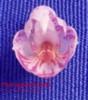 NUS031 appendiculata