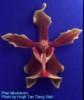Nus036 labukensis