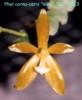P013 cornu-cervi 'alba'
