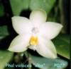 P027 violacea 'alba'