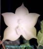 P073 violacea 'alba'