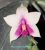 P099 violacea '669'