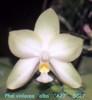S027 violacea 'alba' 'MHK'