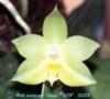 S029 violacea 'alba'