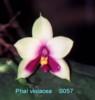 S057 violacea