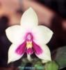 S061 violacea