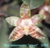 S092 amboinensis 'green'