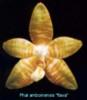 flavamz1 amboinensis 'flava'