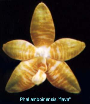 flavamz1 amboinensis 'flava'